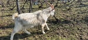 Țap de rasa saanen   capra  - imagine 2