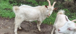 Țap de rasa saanen   capra 