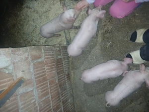 Purcei de vânzare diferite vârste! - imagine 5