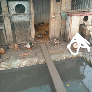 De vanzare rate mandarine si rate salbatice 