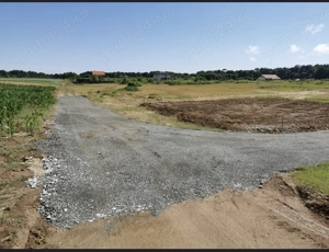 Teren de vanzare pădure giroc  - imagine 3