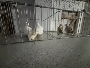 De vanzare turturele razatoare 