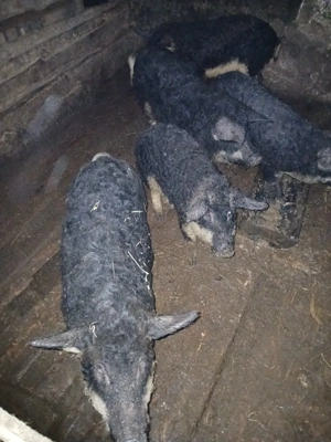 Mangalita de vanzare diferite varste