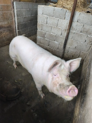 Vând scroafa pt sacrificat sau pt reproductie - imagine 3