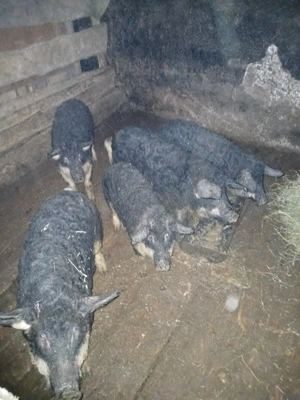 Mangalita de vanzare diferite varste - imagine 2