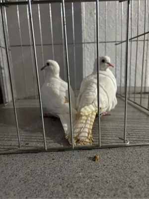 De vanzare turturele razatoare  - imagine 2