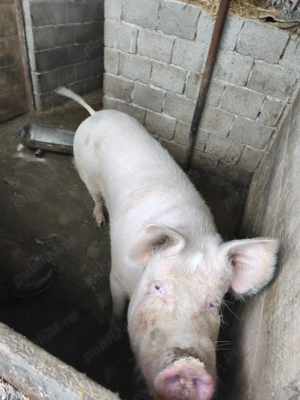 Vând scroafa pt sacrificat sau pt reproductie - imagine 2