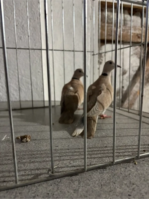 De vanzare turturele razatoare  - imagine 3