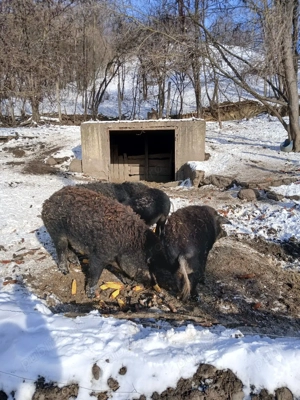 Mangalita de vanzare diferite varste - imagine 3