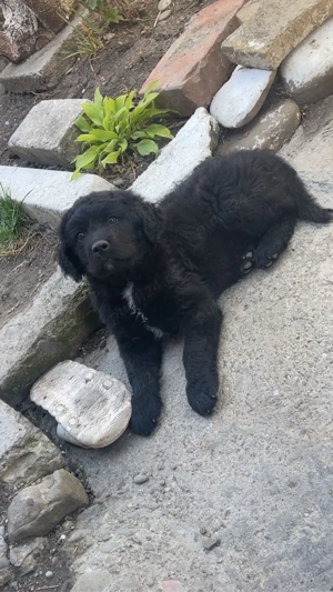 Pui Ciobanesc Corb Originali - imagine 4