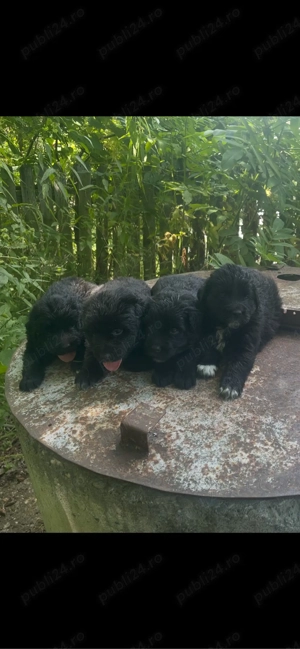 Pui Ciobanesc Corb Originali - imagine 3