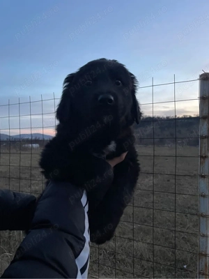 Pui Ciobanesc Corb Originali - imagine 2