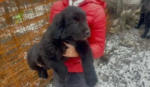 Pui Ciobanesc Corb Originali