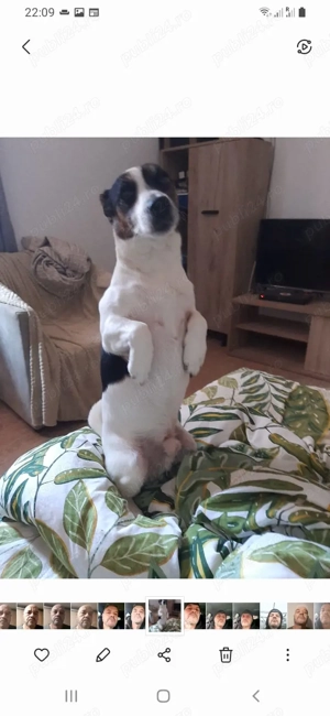 Jack Russell terrier tricolori si bicolori - imagine 3