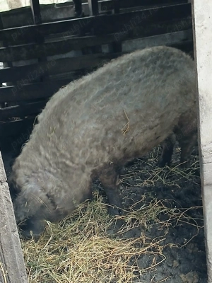 Porci mangaliță  - imagine 2