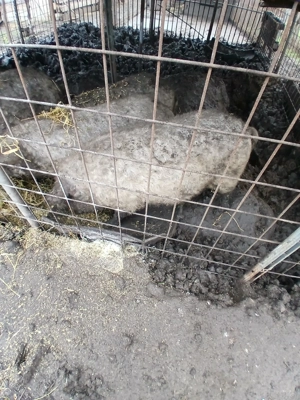 Porci mangaliță  - imagine 4