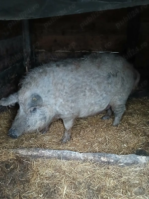 Porci mangaliță  - imagine 3