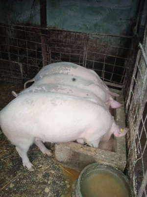 Vând porci - imagine 3