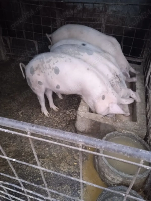 Vând porci - imagine 2