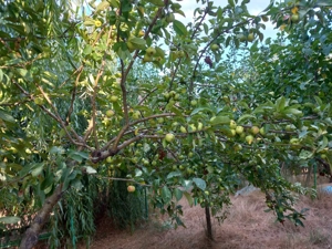 Vand extrem de avanatajos casa in Sulina - imagine 7