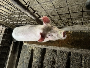 Vând o purcea de 14 săptămâni  - imagine 4