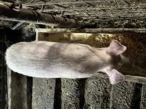 Vând o purcea de 14 săptămâni  - imagine 2