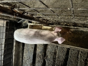 Vând o purcea de 14 săptămâni 