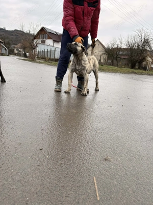Presa Canario femela 7 luni - imagine 2