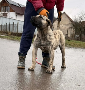 Presa Canario femela 7 luni