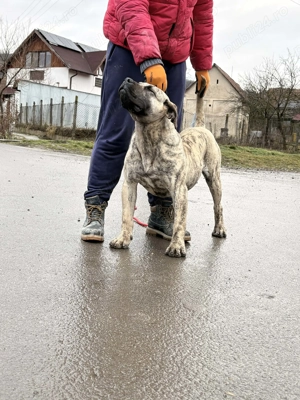 Presa Canario femela 7 luni - imagine 4