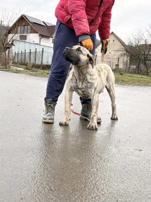 Presa Canario femela 7 luni - imagine 3