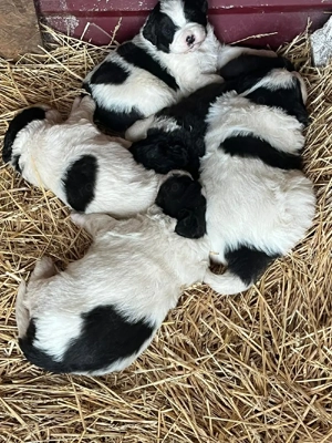 Căței Ciobănesc de Bucovina  - imagine 5