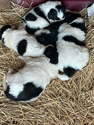 Căței Ciobănesc de Bucovina  - imagine 4