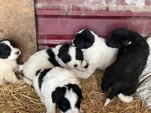 Căței Ciobănesc de Bucovina  - imagine 2