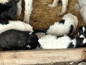 Căței Ciobănesc de Bucovina 