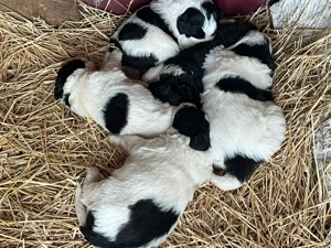 Căței Ciobănesc de Bucovina  - imagine 3