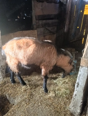 vind capre  - imagine 3