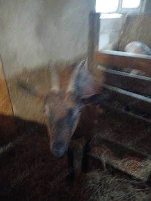 vind capre  - imagine 4