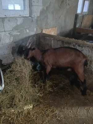 vind capre  - imagine 2