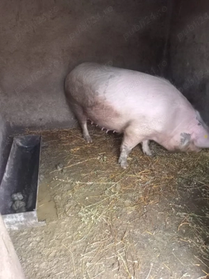 Vând scroafă  - imagine 3