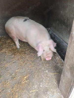 Vând porci - imagine 2