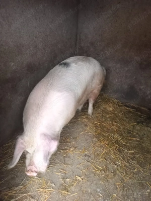 Vând porci - imagine 4