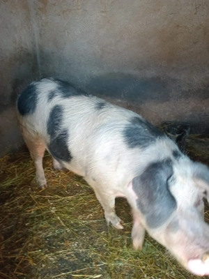 Vând porci - imagine 3