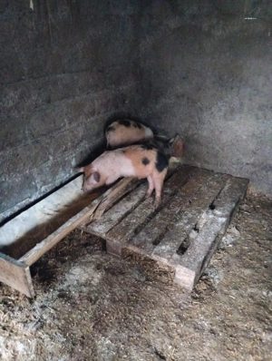 Vând purcei - imagine 5