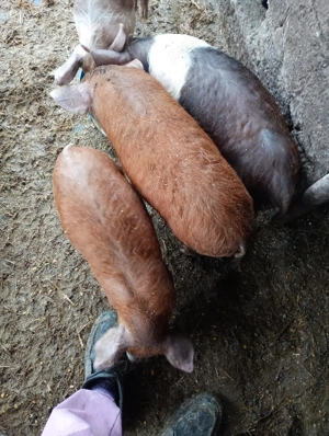 Vând purcei - imagine 2