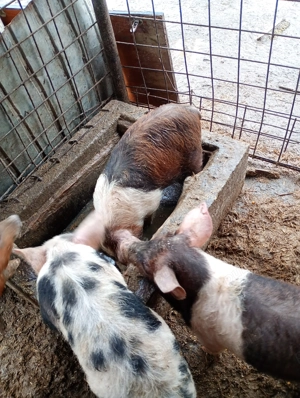 Vând purcei - imagine 4