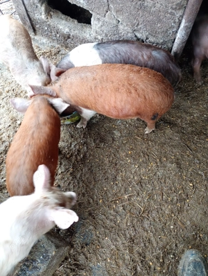 Vând purcei - imagine 3