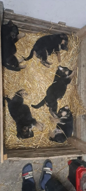 pui ciobanesc german - imagine 5