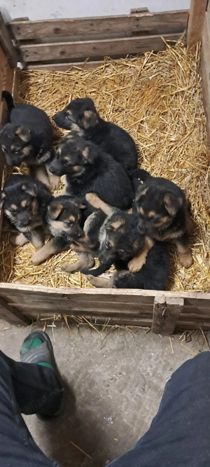 pui ciobanesc german - imagine 4