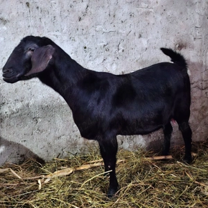 Vând țap Anglo Nubian și capră metis Anglo Nubian